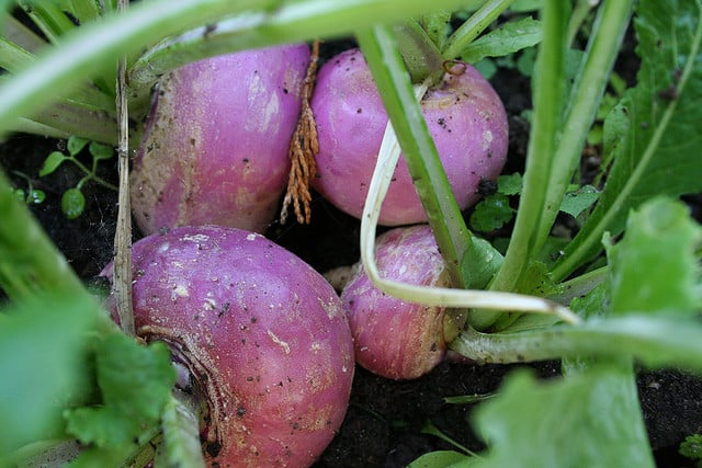 Indoor Turnips
