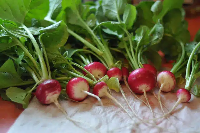 Indoor Radishes