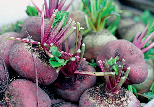 Indoor Beetroot