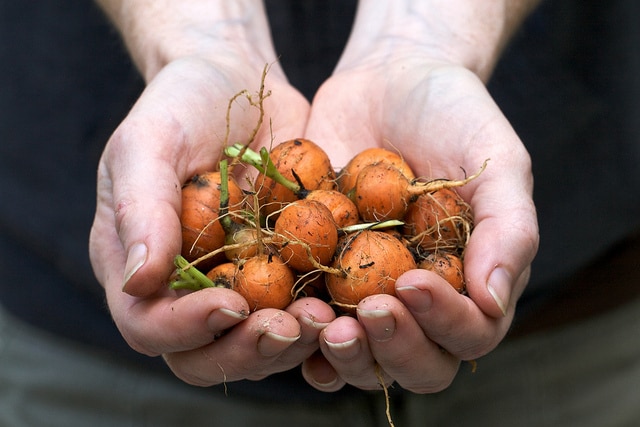 Parisienne Carrots