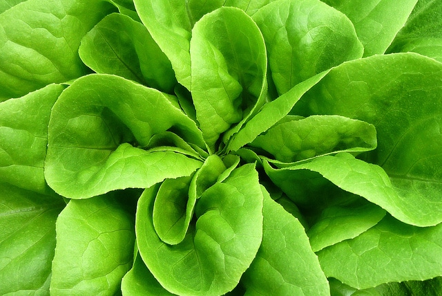 Butterhead Lettuce