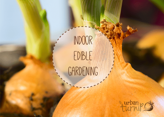 indoor-vegetable-growing