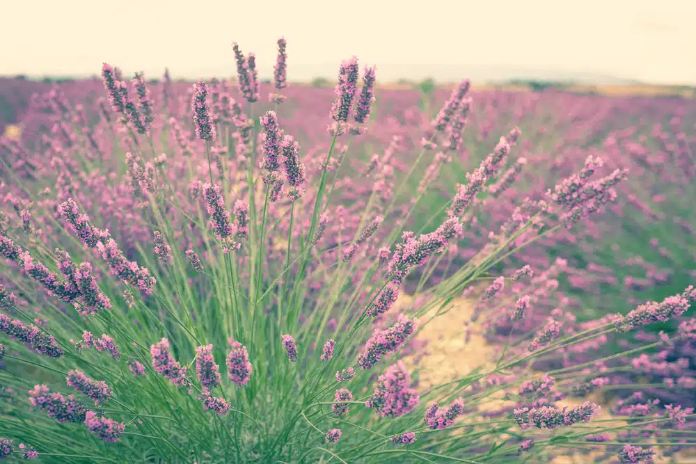 Lavender