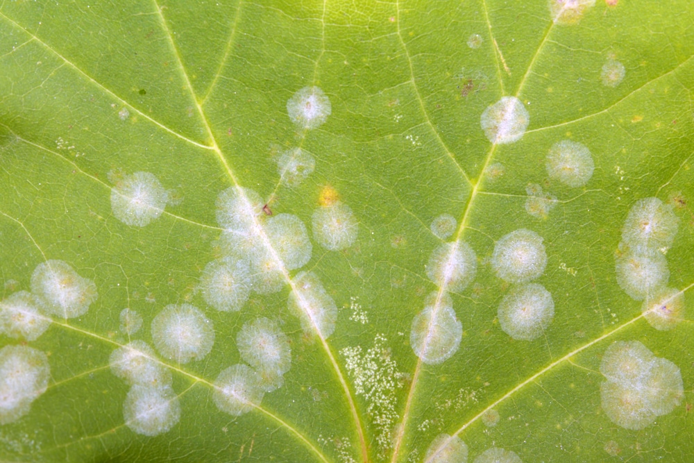 Powdery Mildew Powdery Mildew