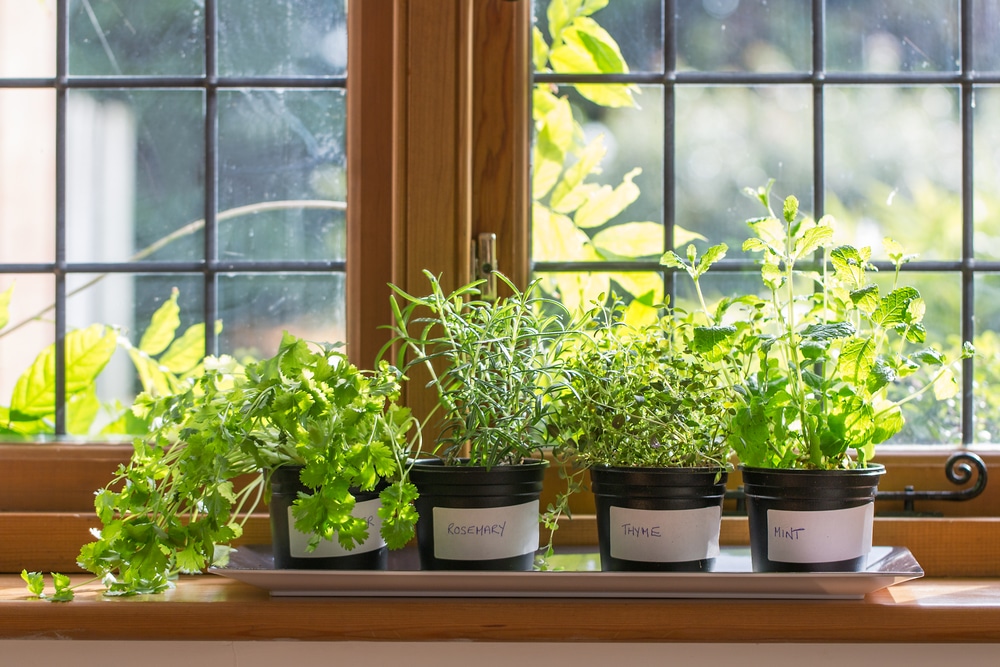 Herbs Herbs