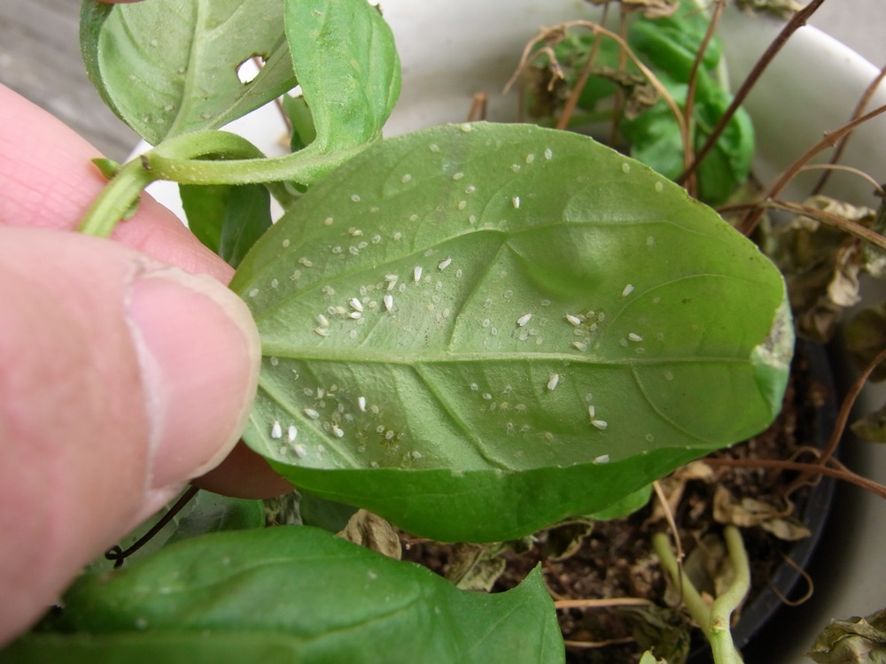 Whitefly Whitefly