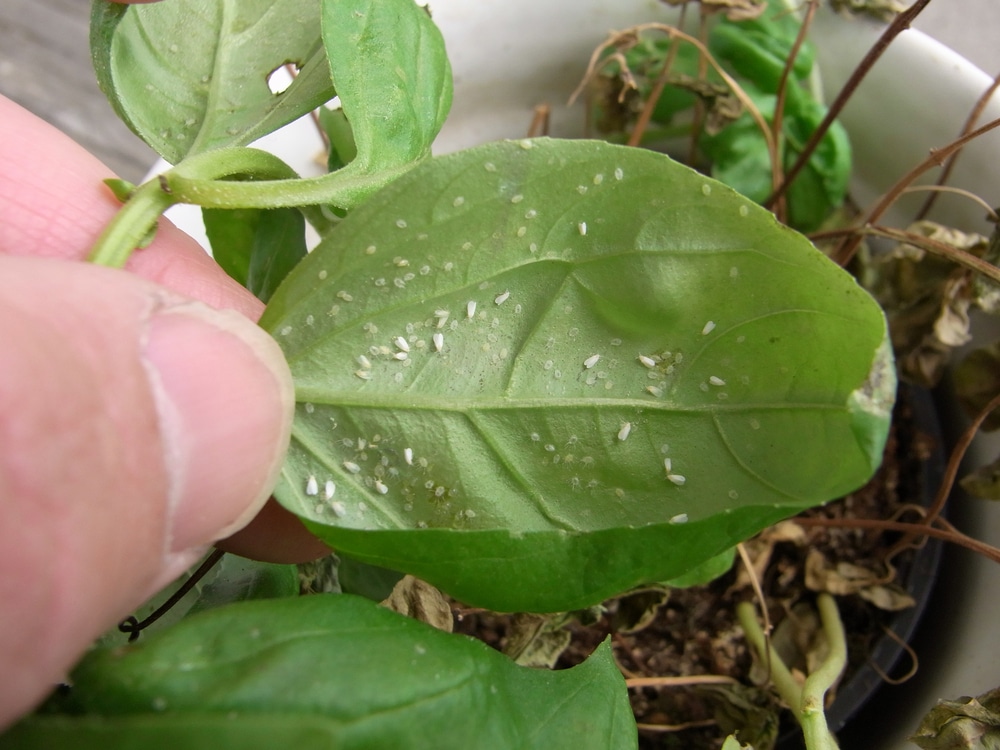 Whitefly