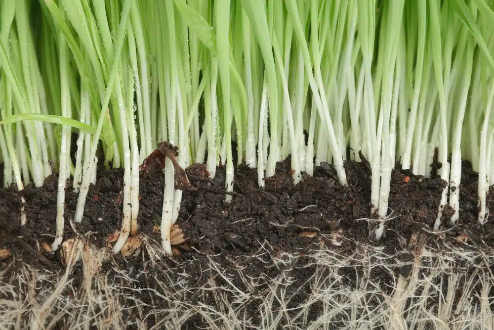 Soil Cross-Section