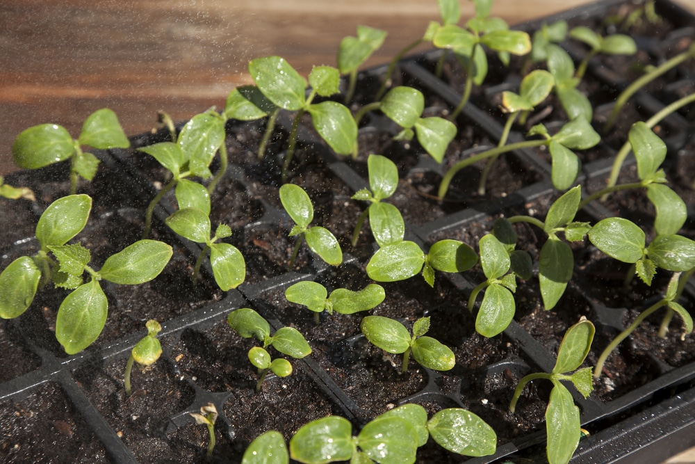 Seedlings in Plug Tray