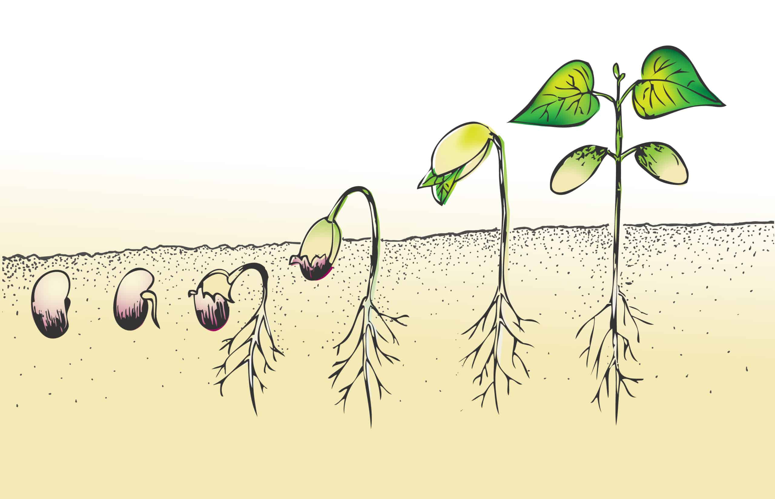 Stages of plant growth