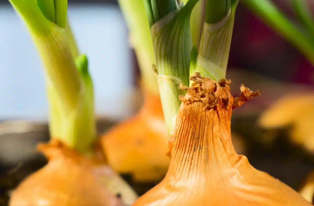 Image of onions growing indoors