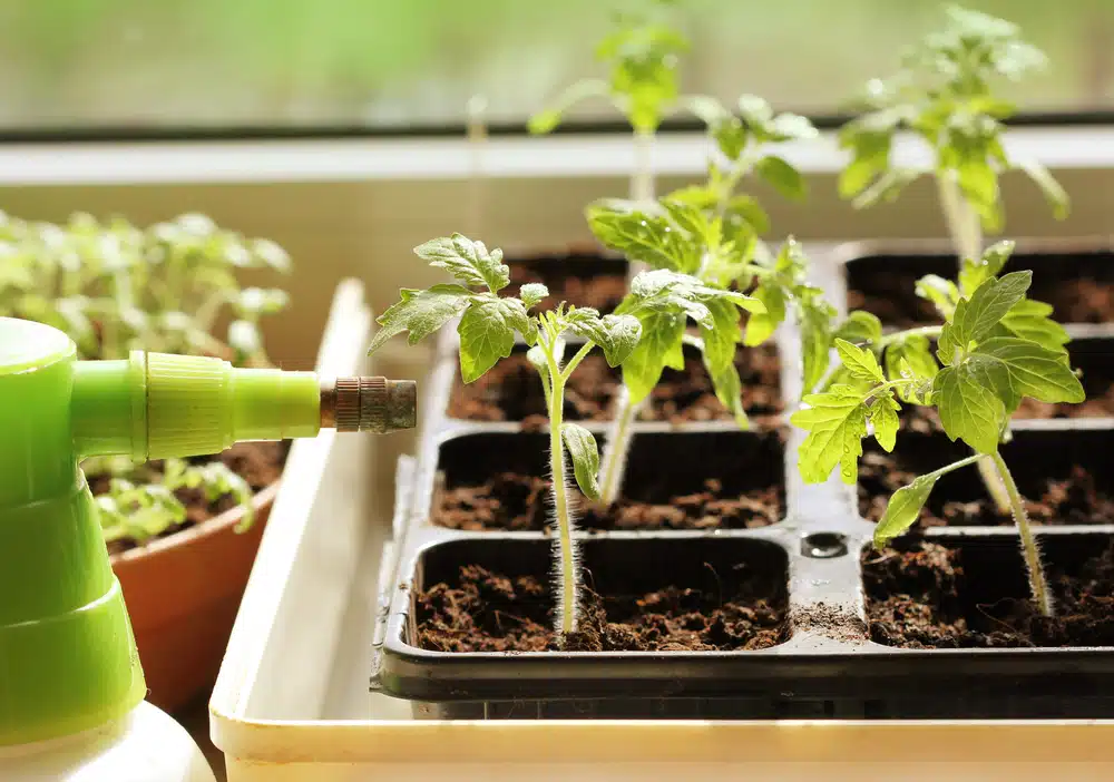 Tomato Seedlings