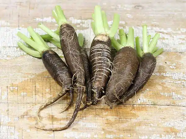 Black Spanish Radish