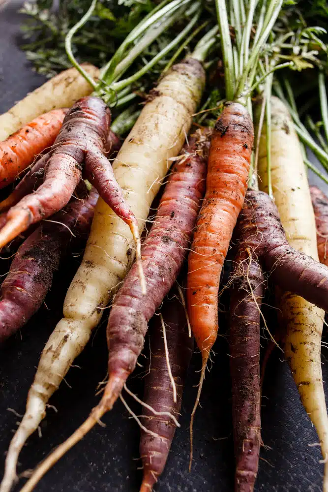 Purple Carrots