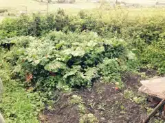 Rhubarb Patch in Need of Weeding!