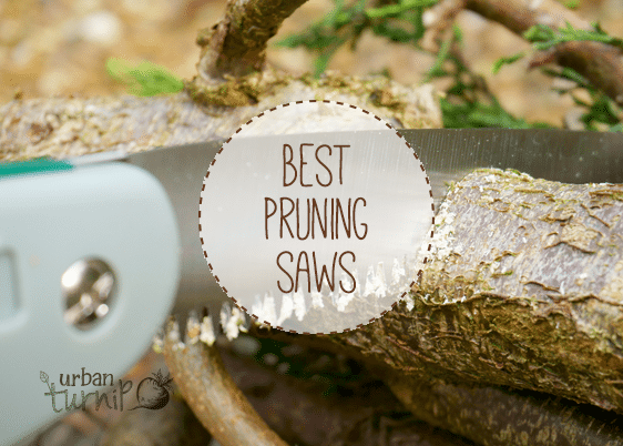 Pruning saw cutting into a branch.