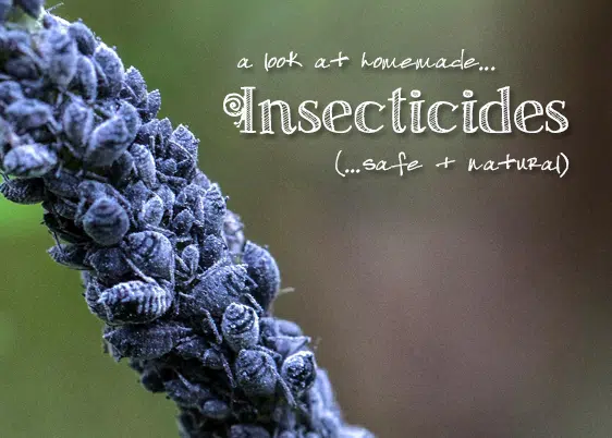 A look at homemade insecticide recipes.