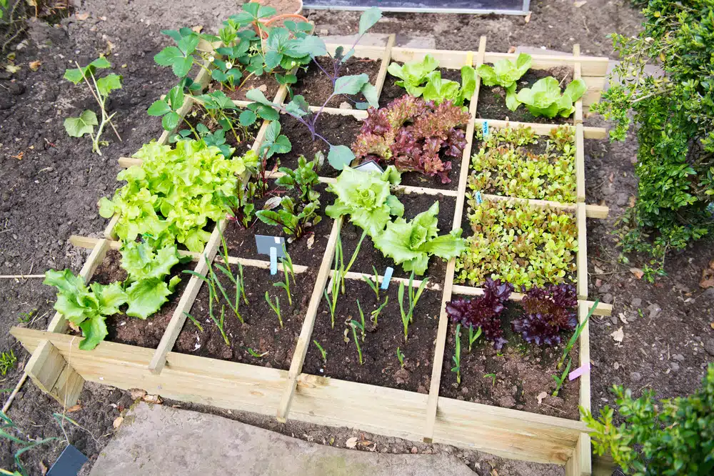 A square metre raised bed