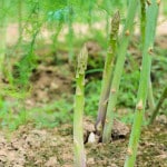 Asparagus
