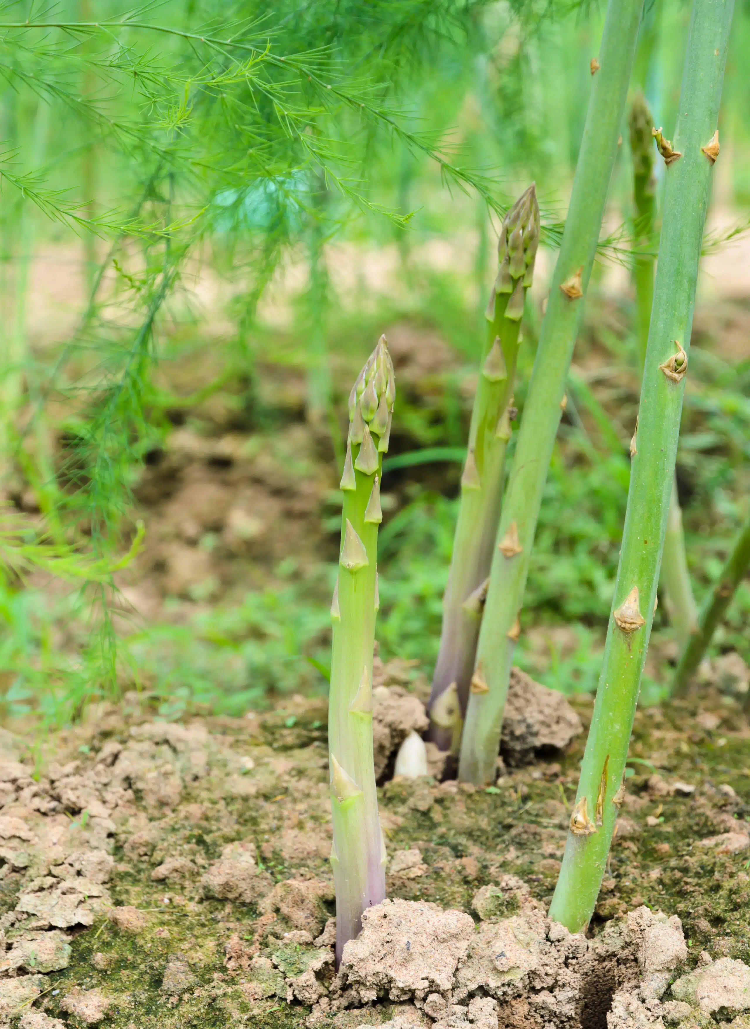 Asparagus