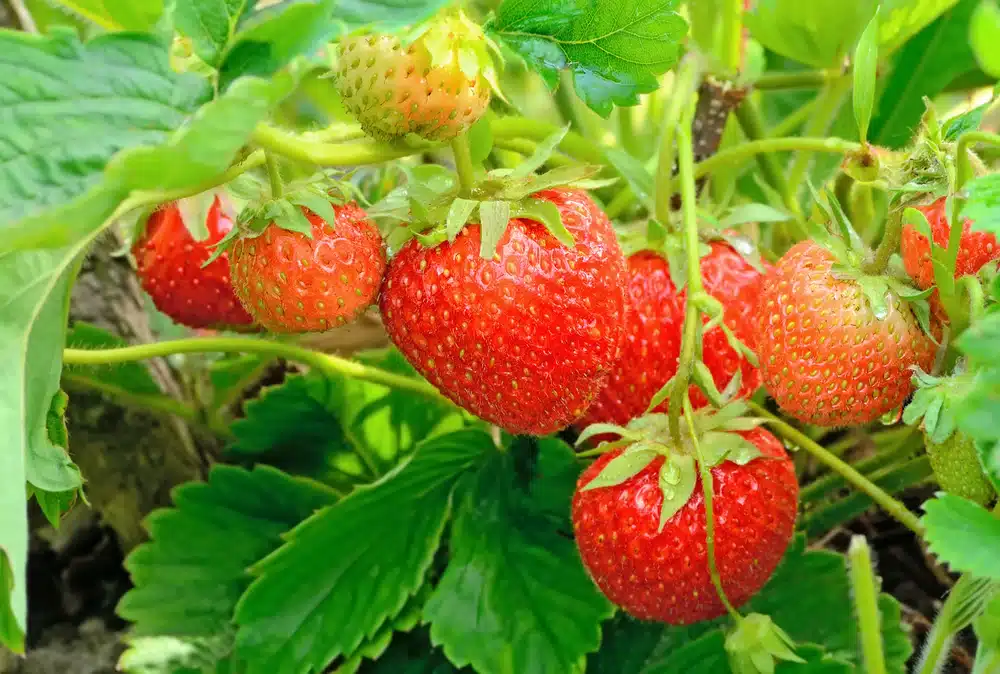 Strawberries