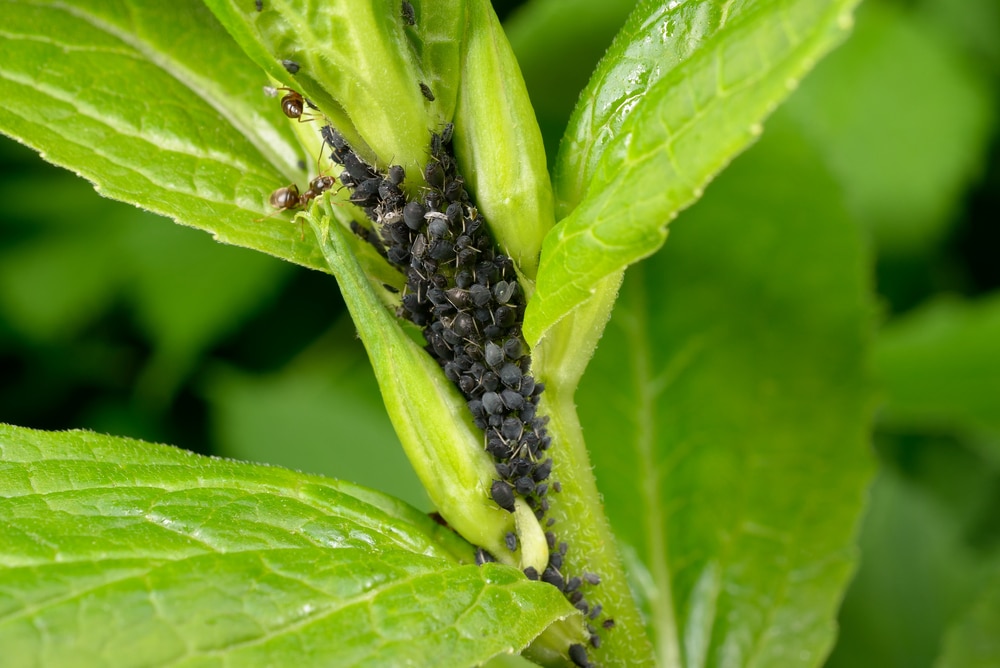 Aphids Aphids