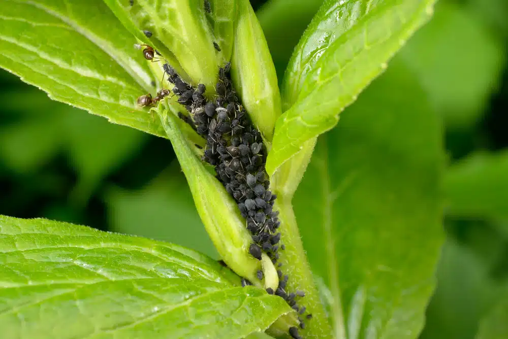 Aphids