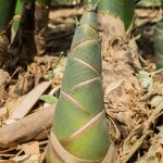Bamboo Shoots