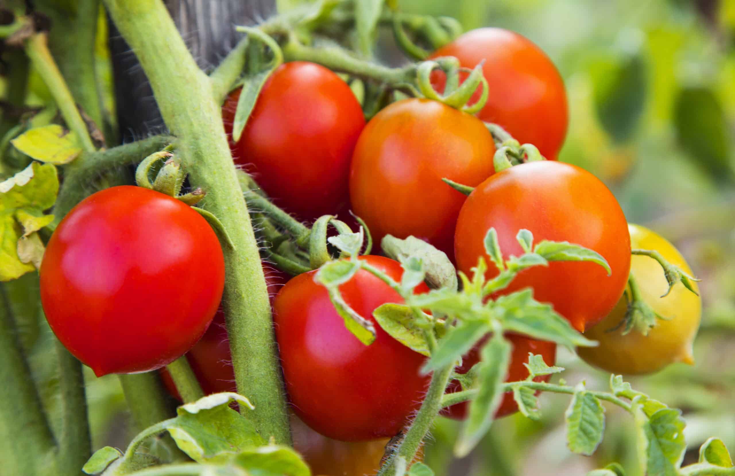 Tomatoes Tomatoes