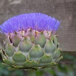 Globe Artichoke