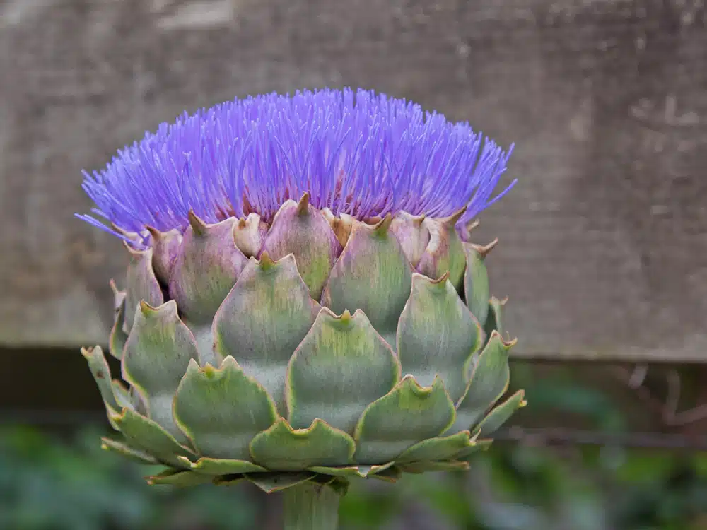 Globe Artichoke