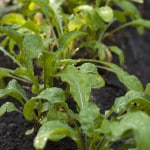 Wild Rocket