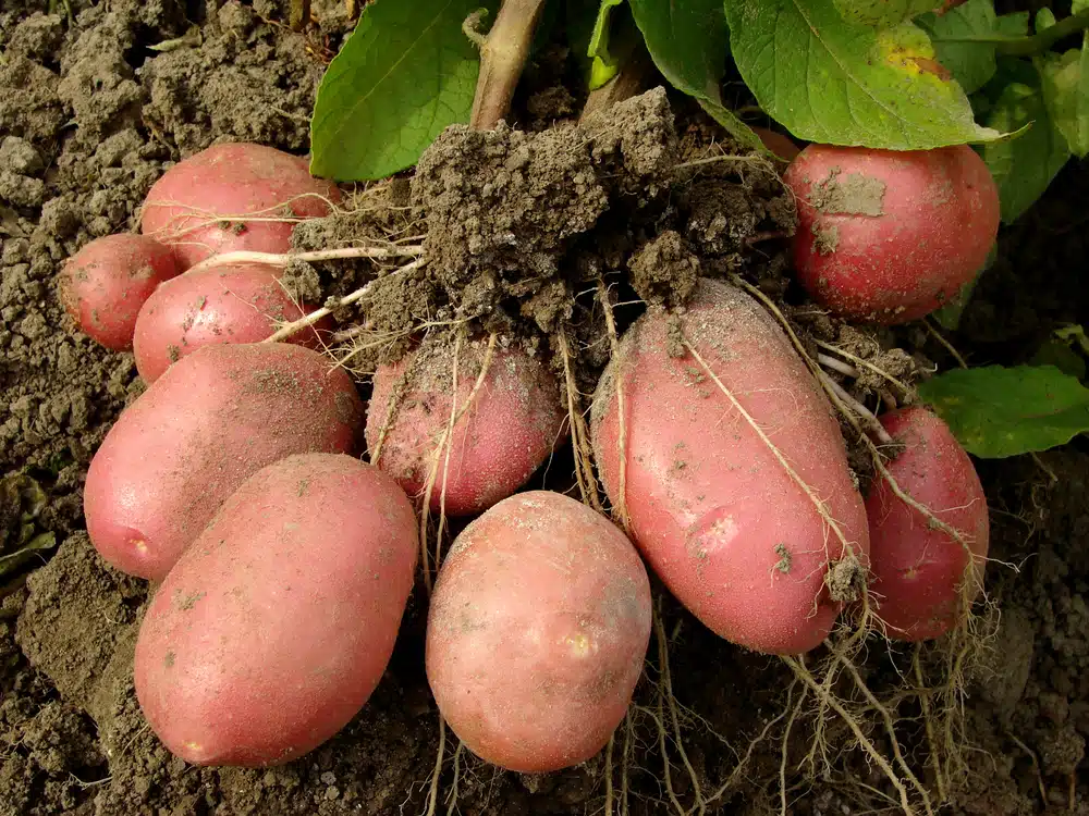 Potatoes