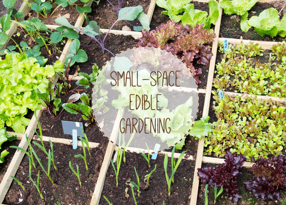 Growing Fruit Vegetables In Small Spaces Urban Turnip - How To Grow A Vegetable Garden In Small Space