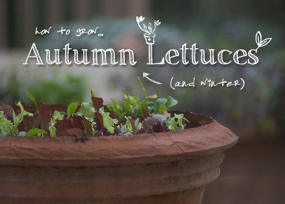 Grow autumn and winter lettuces.
