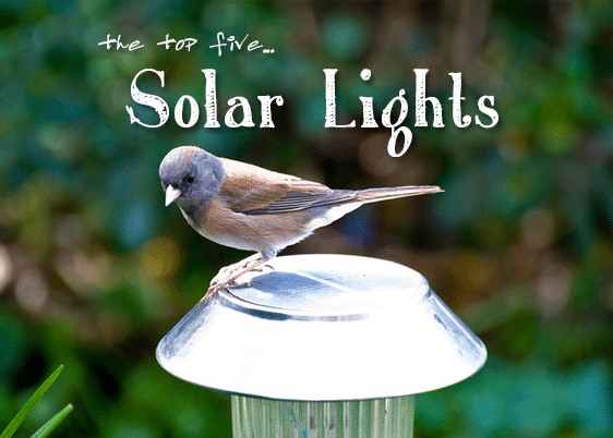 Solar Garden Lights