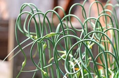 Garlic Scapes Scapes of garlic plants.