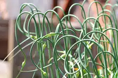 Scapes of garlic plants.