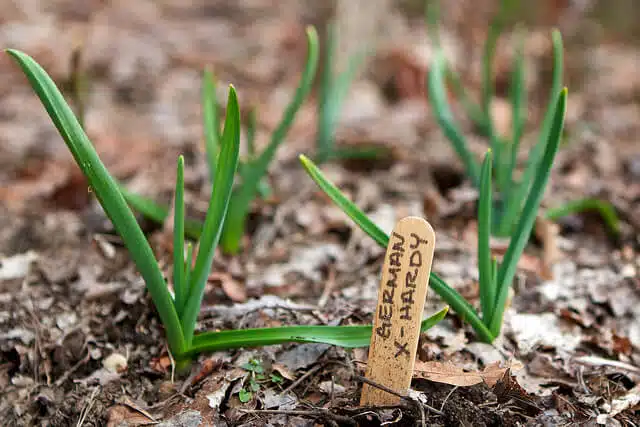 Garlic seedlings.