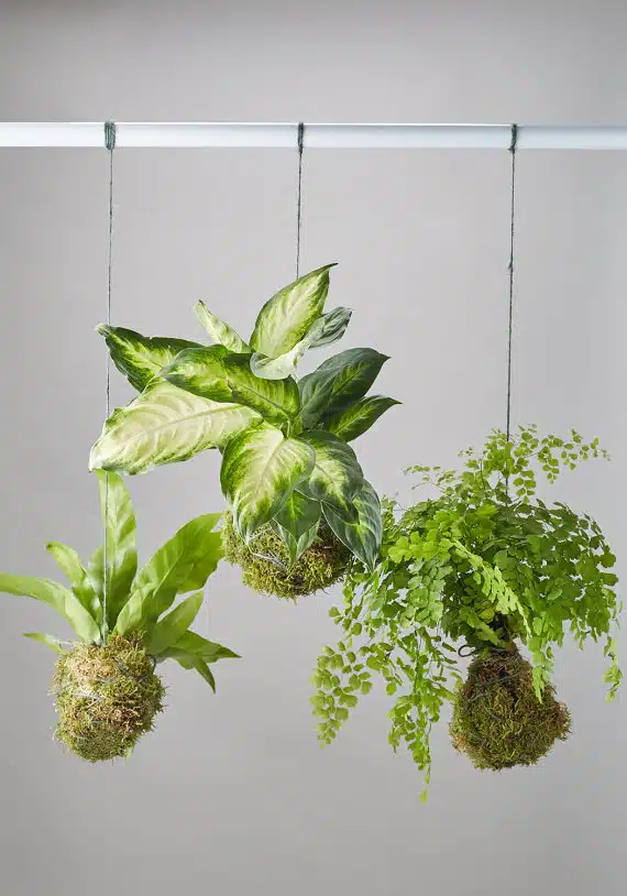 DIY Kokedama kit.