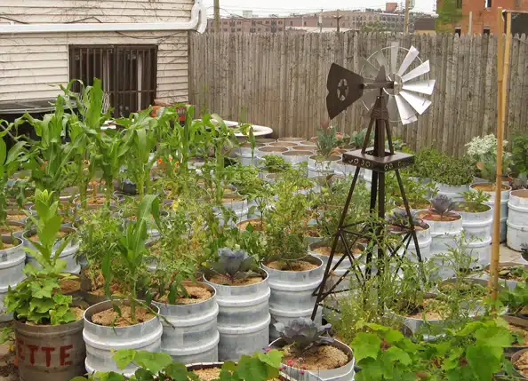 Small urban garden. 