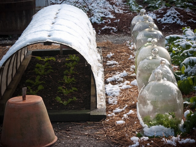 Cloches and Polytunnel Cloches and Polytunnel