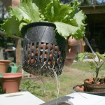 Hydroponic Lettuce Hydroponic Lettuce