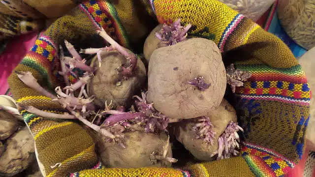 Seed potatoes happily chitting away.