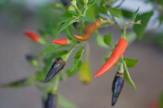 Chillies in various stages of maturity.