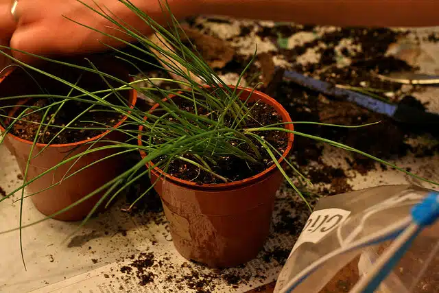 Small leek seedlings in pots.