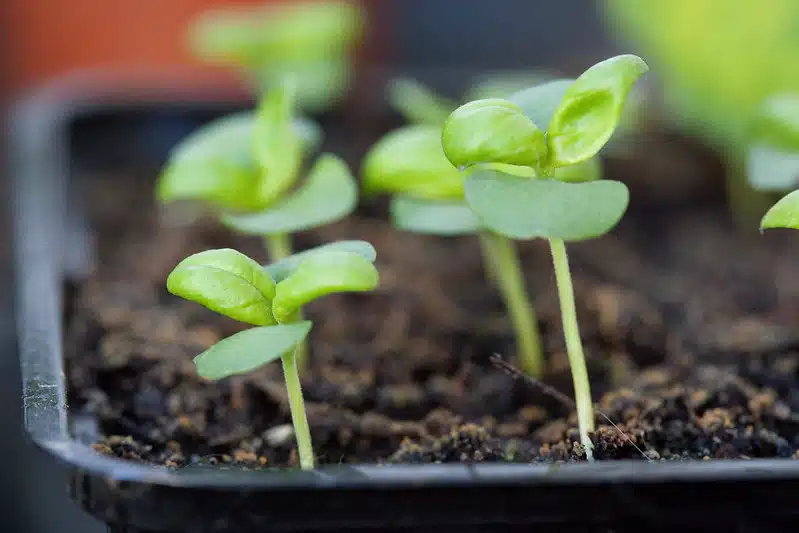 A tray of seedlings