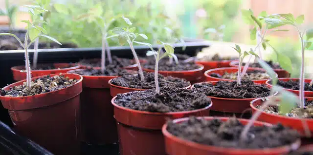 Collection of small pots containing tomato seedlings.