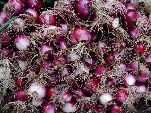 Large cluster of purple spring onions.