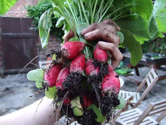 Handful of freshly-harvested radishes.